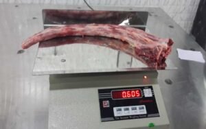 Frozen Beef Tails For Sale