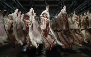 Beef Carcasses For Sale