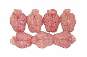 Frozen Lamb brain For Sale