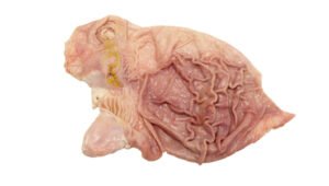 Frozen Pork Stomachs For Sale