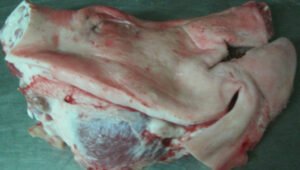 Frozen Pork Heads